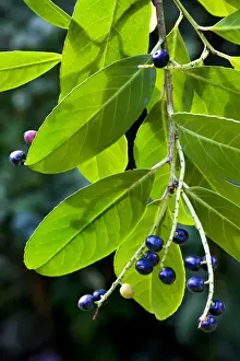 Autumn Garden Plants Drucke: Cherry laurel with fruit