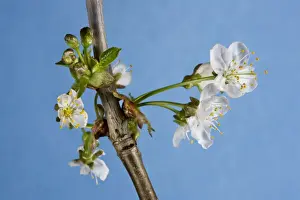 Close Up Cherry Blossoms Drucke: Cherry Tree - blossom
