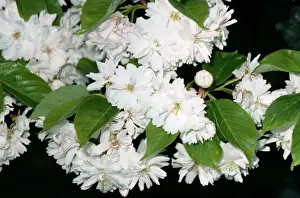 European Cherry Trees Drucke: Cherry Tree - flowering