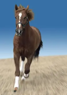 Equine Photography Art Drucke: Chesnut horse galloping front-on