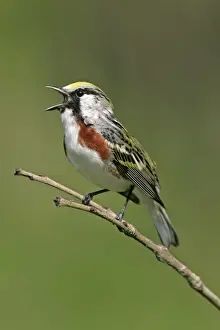 North American Birds Images Drucke: Chestnut-sided Warbler