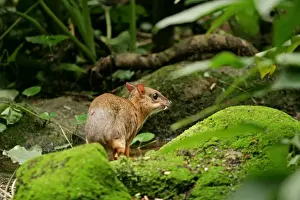 Wildlife Mammals Asia Drucke: Chevrotain / Lesser Mouse Deer