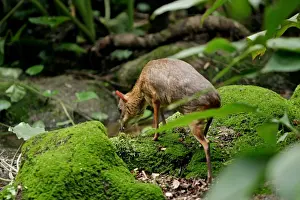 Drucke von JVG-3495 Chevrotain / Kleiner Mausedehr Tragulus javanicus von Joanna van Griesen Beachten Sie Bilder Datiert 2005 Mai: Kuhrenbeutelhirsch / Kleiner Mausohr-Hirsche