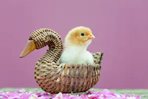 UK Farm Animals Drucke: Chick in basket - UK
