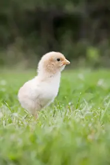 Agricultural Livestock Images Drucke: Chick - Cornwall - UK