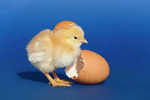 Verwandte Bilder Drucke: Huhn mit Eierschalen aus dem Vereinigten Königreich