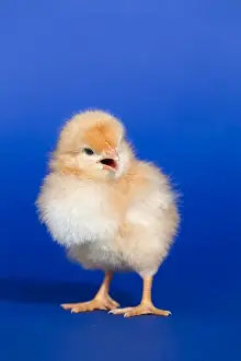 Rural Agriculture Images Drucke: Chick - UK