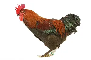 Drucke von LA-4590 Hühner - Schwarz Kupfermarane im Studio Jean Michel Labat Beachten Sie, dass Drucke nur für persönliche Anzeigezwecke gedacht sind und nicht reproduziert werden dürfen Hühner Drucke: Huhn - Schwarz Kupfermarane im Studio