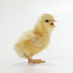Chicken Photography Drucke: Chicken Chick