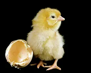 Jean Michel Labat Art Drucke: Chicken chick - Recently hatched from egg