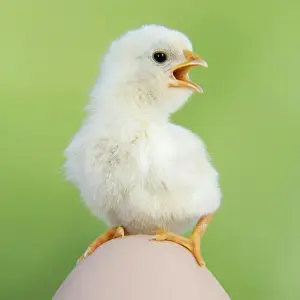 Cute Chick Images Drucke: CHICKEN - chick sitting on a large egg