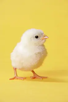 Huhn - Huhnkäfer auf gelbem Grundton
