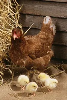 Huhn mit Küken