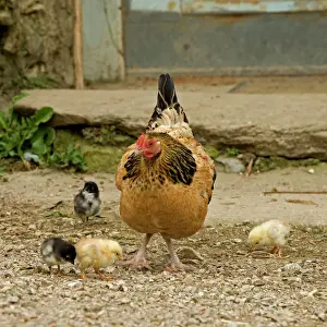 Drucke von LA-4544 Huhn - mit Küken im Stall Jean Michel Labat Beachten Sie, dass Drucke nur für persönliche Anzeigezwecke gedacht sind und nicht reproduziert werden dürfen Hühner Drucke: Huhn - mit Küken im Stall