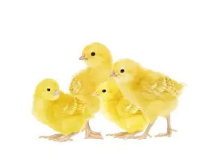 Livestock Farming Pictures Drucke: Chicken - chicks in studio
