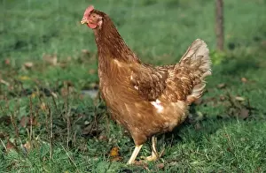 Johan De Meester Art Drucke: Chicken in grass