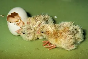 Personal Display Artwork Drucke: Chicken Hatching