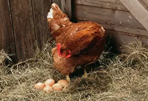 Bilder Datiert 2. August 2004: Hähnchen mit Eiern