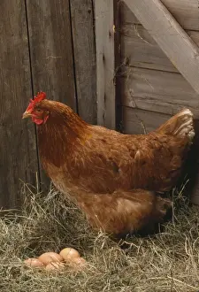 Huhn - Hahn mit Eiern