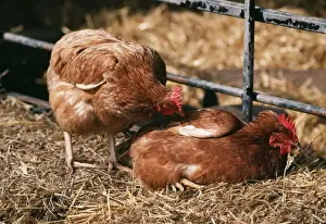 Farm Animals Photos Drucke: Chicken Hen pecking another