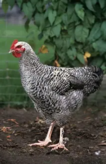 Farm Animal Prints Drucke: Chicken - Malines cuckoo