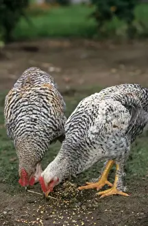 Johan De Meester Artwork Drucke: Chicken - two Malines cuckoo in grass