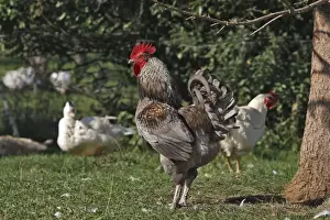 Agricultural Livestock Images Drucke: Chicken - rooster