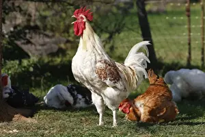 Agricultural Livestock Photos Drucke: Chicken - rooster crowing