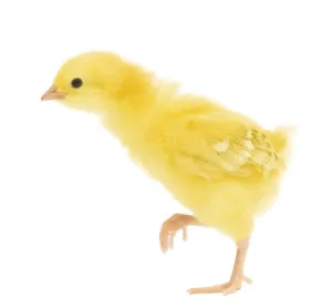 Agricultural Livestock Photos Drucke: Chicken - chick in studio