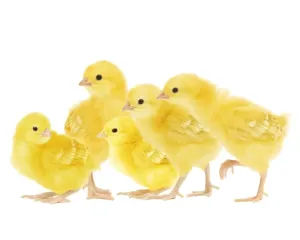 Domestic Chickens Drucke: Chicken - chicks in studio