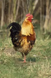 Hühner Drucke: Cockerel