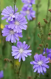 Cichorium Intybus Images Drucke: Chicory