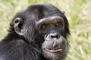 Drucke von WAT-13417 Chimpanzee Chimfunshi Wildlife Orphanage - Sambia - Afrika Pan troglodytes Das Chimfunshi Wildlife Orphanage wird als die weltweit größte anerkannte Sanierung für verwaiste Chimpansen Schimpanse Drucke: Chimpanzee