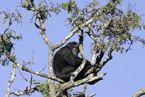 Chimpanzee