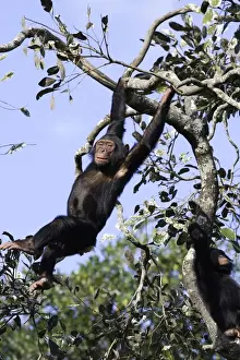 Chimpanzee
