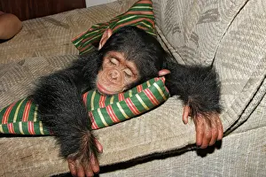 Drucke von Chimpanzee Chimfunshi Wildlife Orphanage - Zambia - Afrika Pan troglodytes Das Chimfunshi-Wildtierheiligtum wird als die weltweit größte engagierte Sanierung für verlassene Chimpansen anerkannt Schimpanse Drucke: Chimpanzee