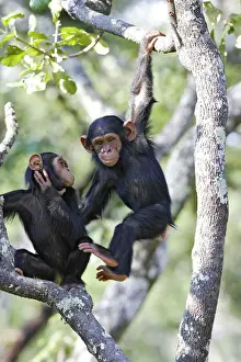 Drucke von Chimpanzee Chimfunshi Wildlife Orphanage - Zambia - Afrika Pan troglodytes Das Chimfunshi-Wildtierheimsanctuar ist als die Welt größte anerkannte Freilassungsstätte für verlassene Chimpansen Schimpanse Drucke: Chimpanzee