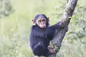 Chimpanzee
