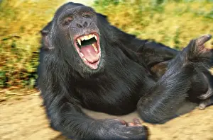 Jean Michel Labat Photos Drucke: Chimpanzee - aggressive