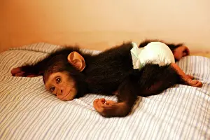 Drucke von LA-1190 Chimpanzee liegt auf Bett im Waisenhaus für junge Chimpans ein Kongo Zentralafrika Pan troglodytes Jean Michel Labat Beachten Sie Kinderzimmer Drucke: Mandrill Liegt auf Bett im Waisenhaus für junge Mandrills Kongo Zentralafrika