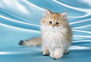 Feline Animal Images Drucke: Chinchilla Cat Kitten