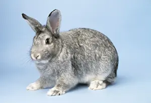 John Daniels Artwork Drucke: Chinchilla Rabbit