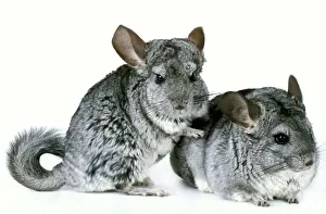 Studio Animal Photography Drucke: Chinchilla - two in studio