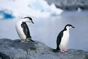 Antarctic Wildlife Pictures Drucke: Chinstrap Penguin