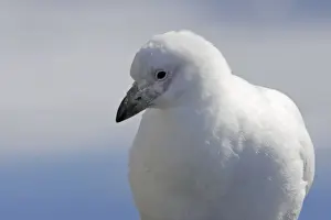 Personal Use Bird Photos Drucke: chionis blanc