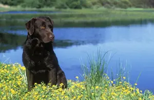 Jean Michel Labat Photography Drucke: Chocolate Labrador
