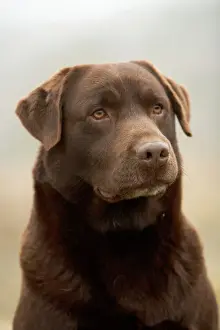 Drucke von LA-3035 Schokoladen-Labrador -Nahbetrachtung des Gesichts Jean-Michel Labat Beachten Sie, dass Drucke nur für persönliche Anzeigezwecke gedruckt werden dürfen und nicht reproduziert werden können Retriever Labrador Drucke: Chocoladelaborador -Nahblick zur Gesichtsseite