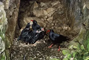 Corvid Family Drucke: Chough