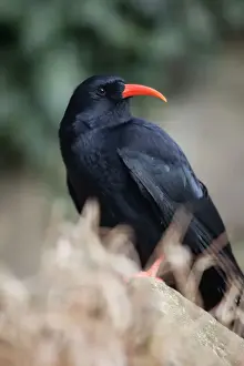 UK Wildlife Photography Drucke: Chough - Cornwall - UK