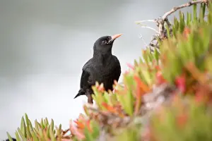 West Country Wildlife Images Drucke: Chough - amongst hottentot fig - Lizard - Cornwall
